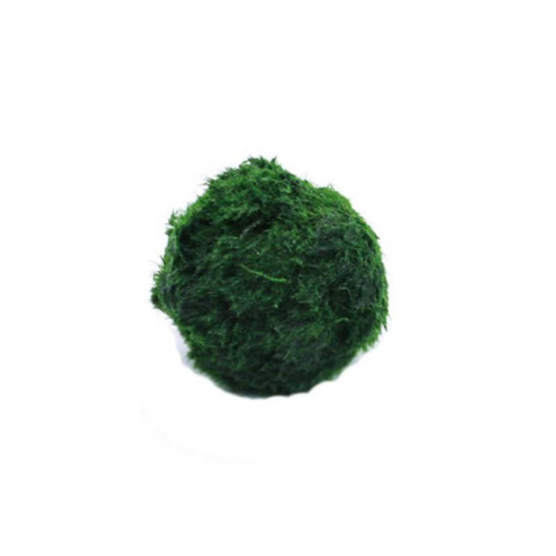 Terrarium Moss Art - Marimo Moss Balls Live Aquarium Plant