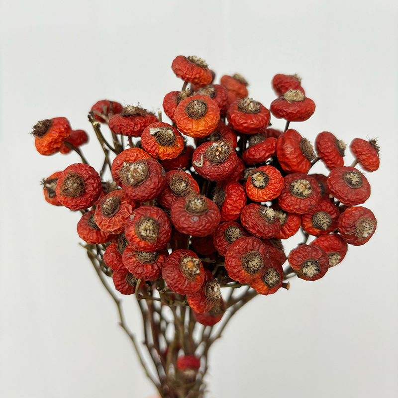 10pcs/Bunch Dried Rose Hip Ber - Dried Flower Bulk review and price