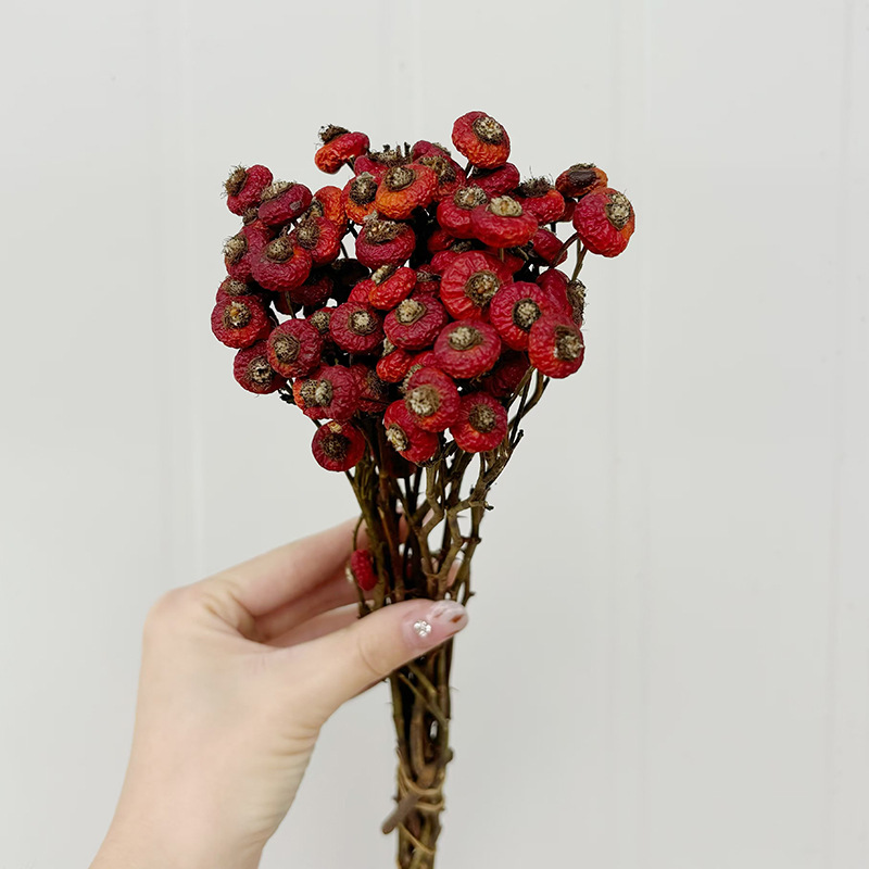 10pcs/Bunch Dried Rose Hip Ber - Dried Flower Bulk review and price