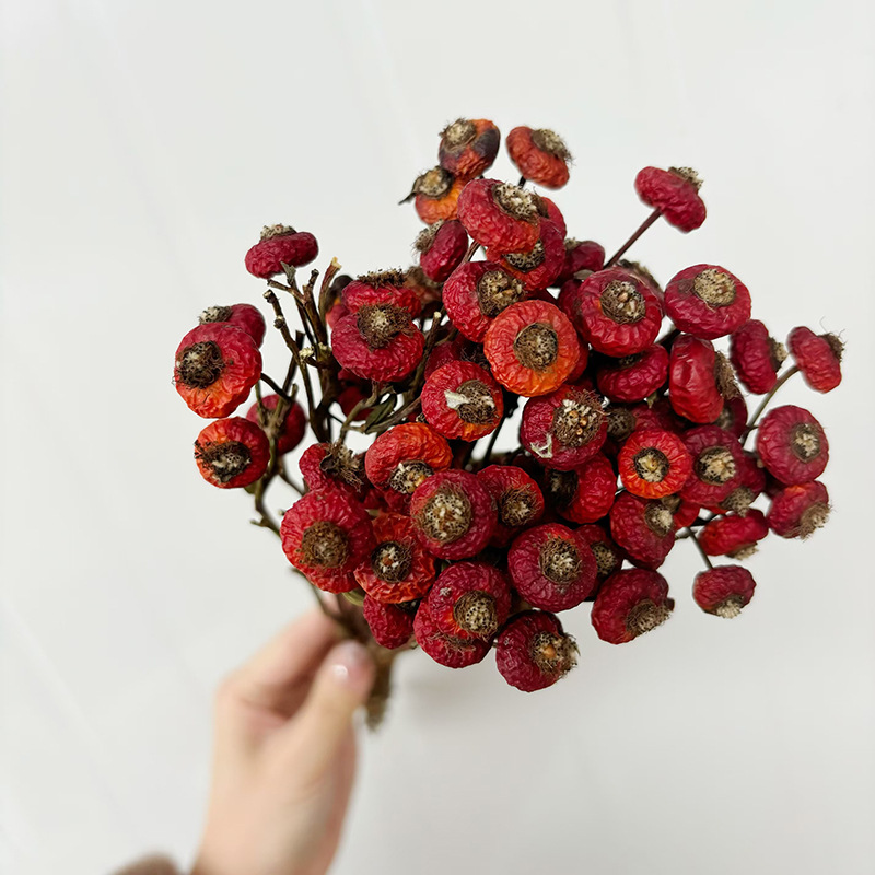 10pcs/Bunch Dried Rose Hip Ber - Dried Flower Bulk review and price