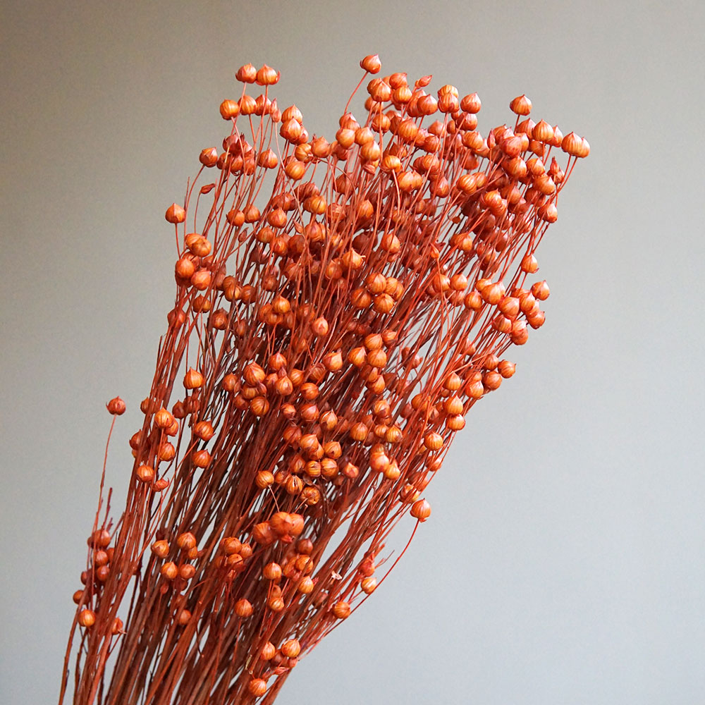35g/Preserved Ormosia Hosiei N - Dried Flower Bulk review and price