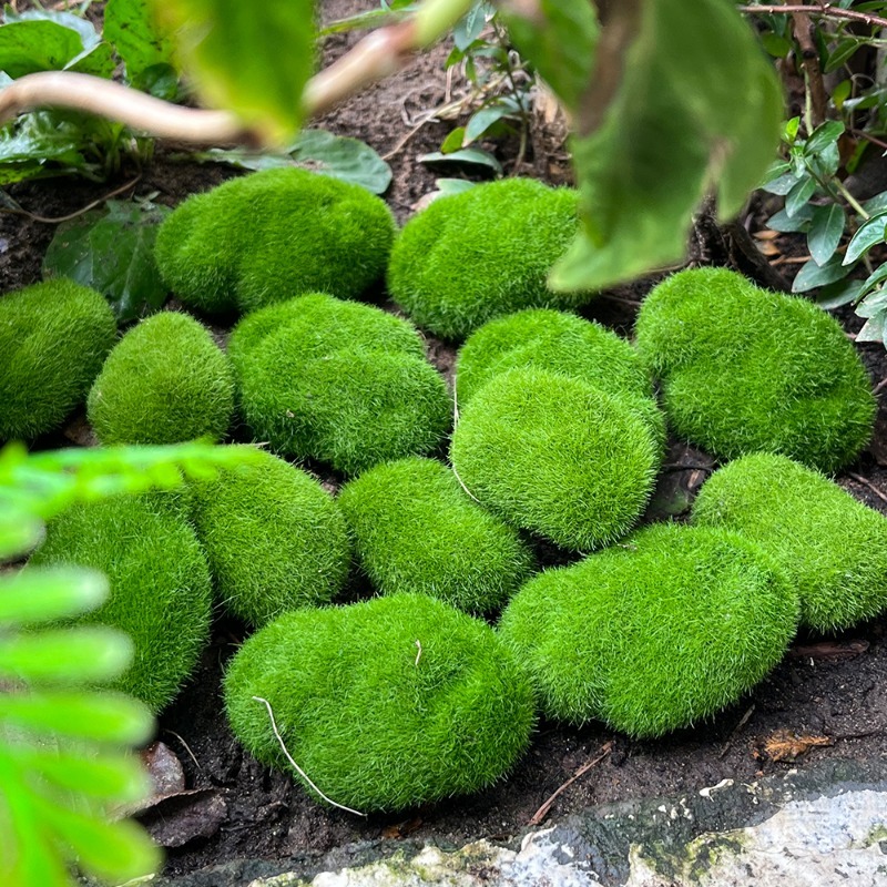 5/30pcs Simulation Moss Stone  - Terrarium Moss Art review and price