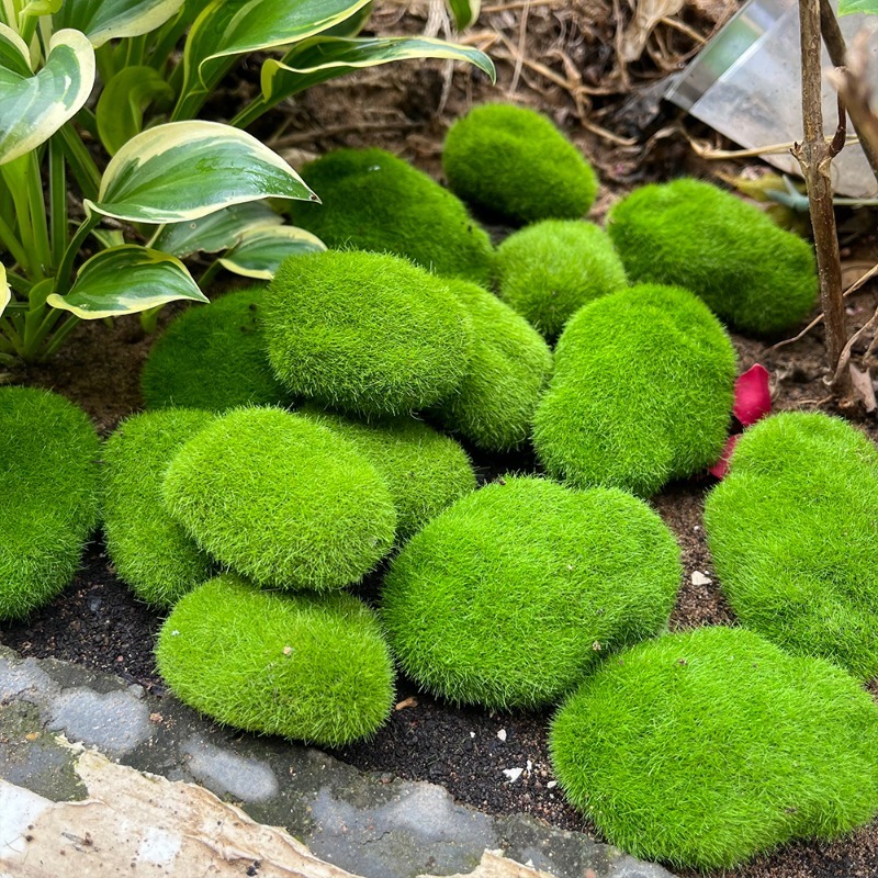 5/30pcs Simulation Moss Stone  - Terrarium Moss Art review and price