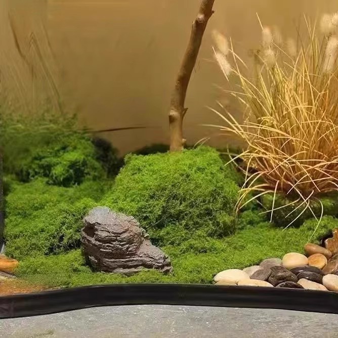 200g Eternal Life Moss DIY Cra - Terrarium Moss Art review and price