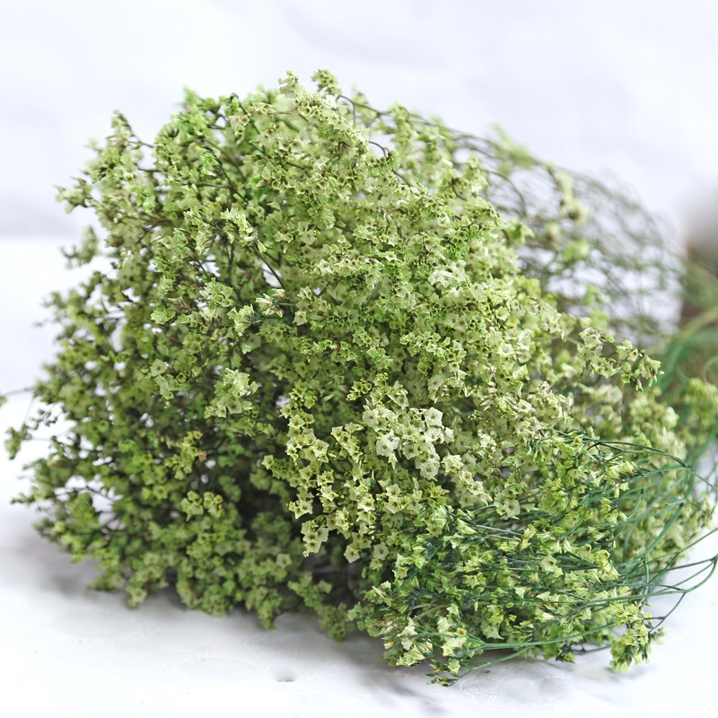 Natural Fresh Dried Preserved  - Dried Flower Bulk review and price