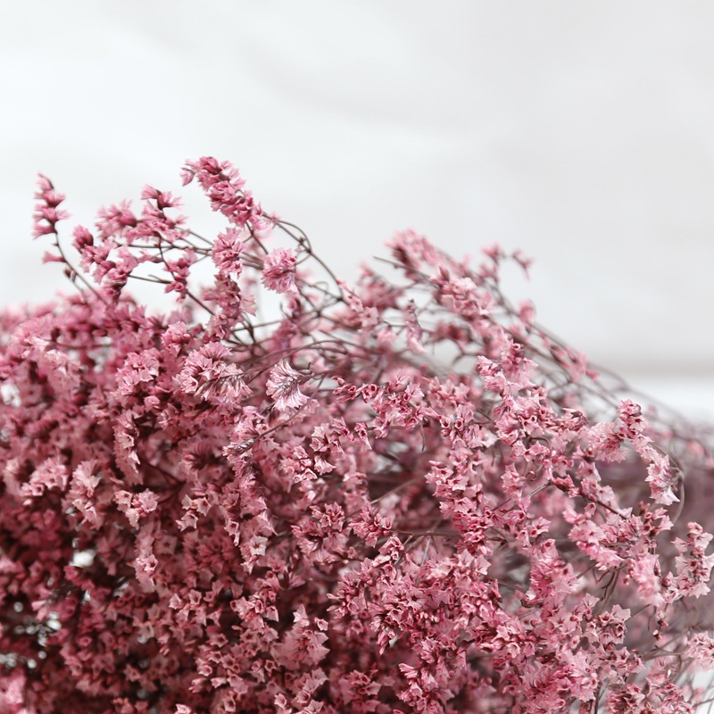 Natural Fresh Dried Preserved  - Dried Flower Bulk review and price