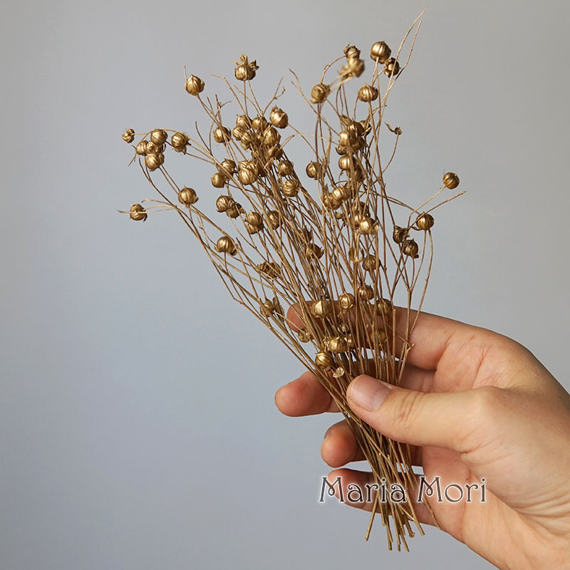 5g Preserved Flax Bean Natural - Dried Flower Bulk review and price