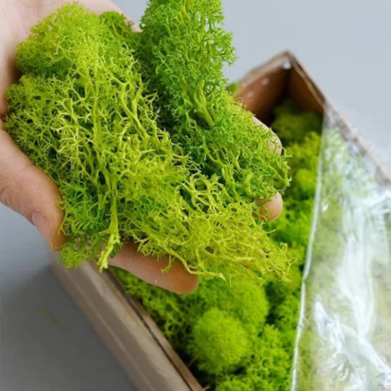 100/200/500g Eternal Life Moss - Terrarium Moss Art review and price
