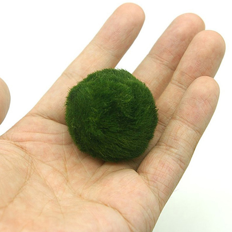 Marimo Moss Balls Live Aquariu - Terrarium Moss Art review and price
