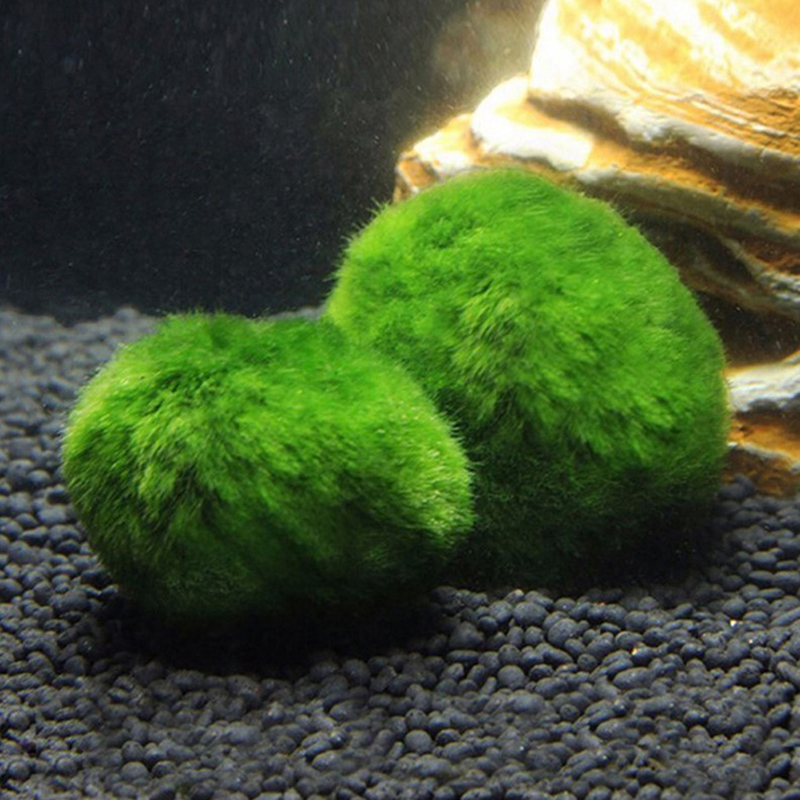 Marimo Moss Balls Live Aquariu - Terrarium Moss Art review and price