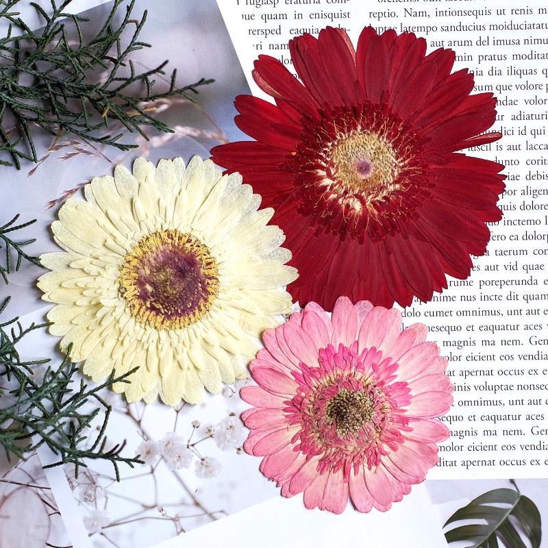 1pcs/7-9cm,Pressed Gerbera Dri - Resin Craft Ideas review and price