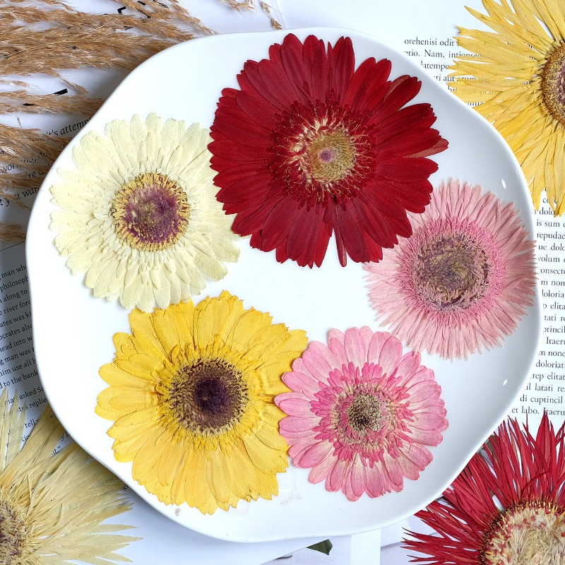1pcs/7-9cm,Pressed Gerbera Dri - Resin Craft Ideas review and price