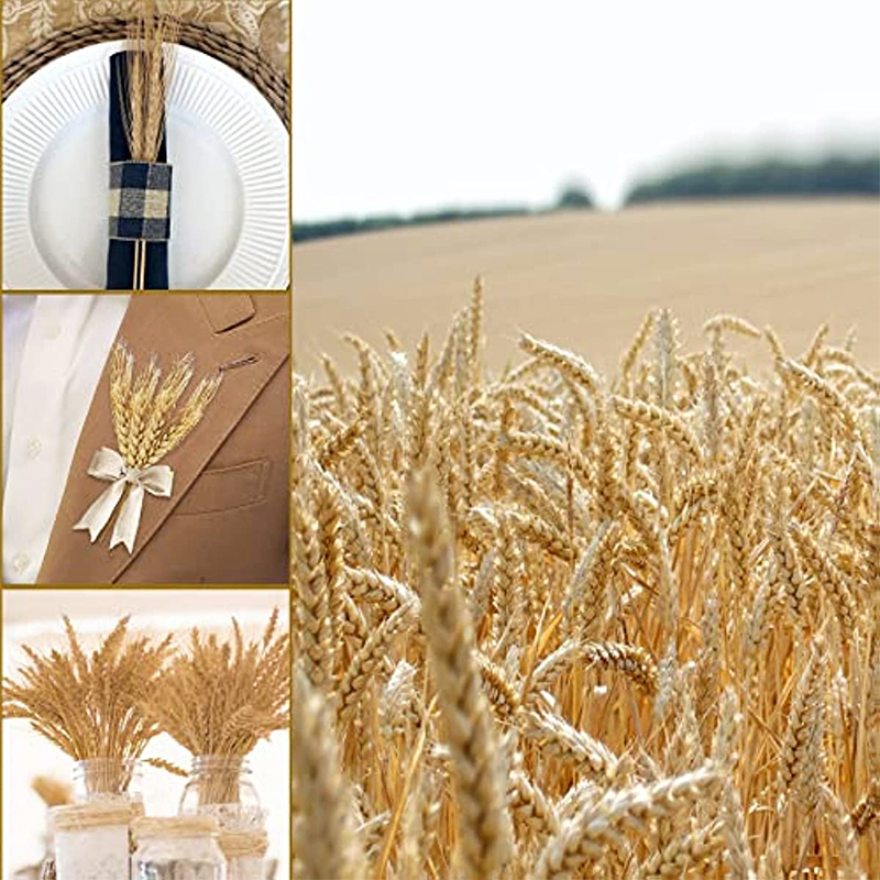 50/100/200PCS Dried Wheat Stal - Dried Flower Bulk review and price