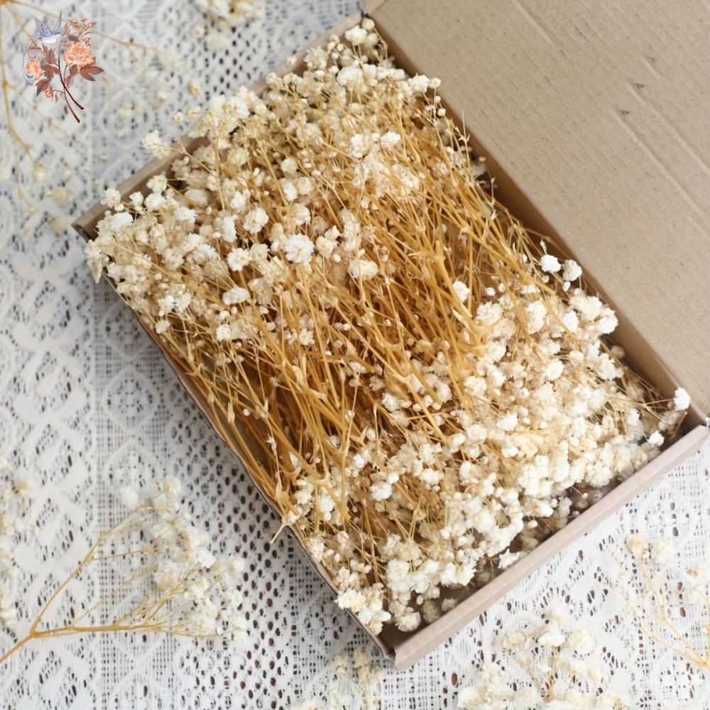 100pcs Mini Dried Baby's Breat - Resin Craft Ideas review and price